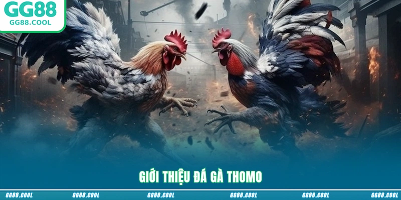 Giới thiệu đá gà Thomo